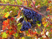 The Wine Route